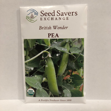 British Wonder Pea, 1890 Heirloom, Organic